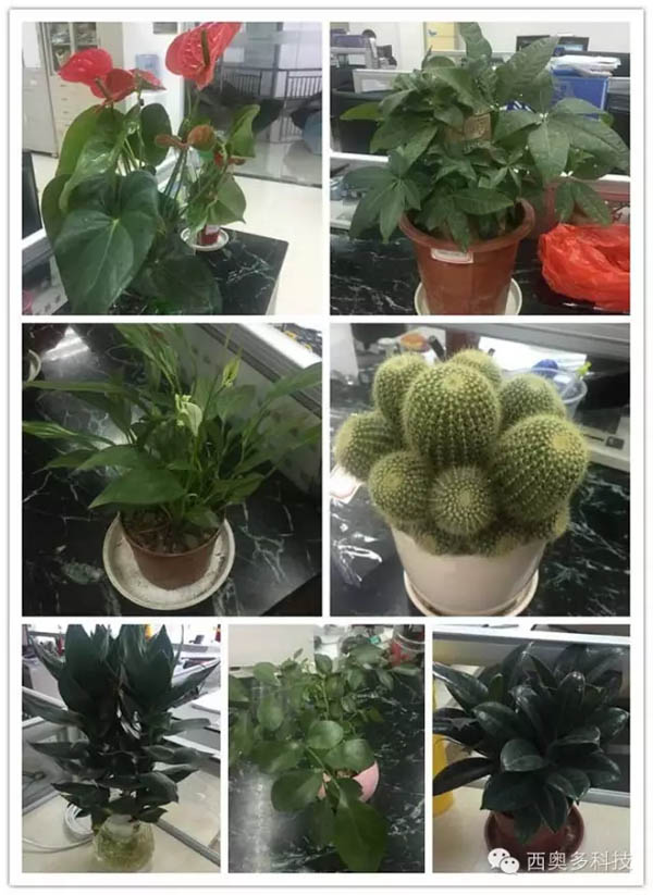 盆栽義賣(mài)品